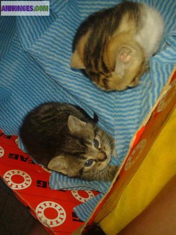 CHATONS A DONNER