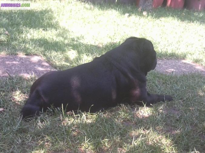 Superbe Male carlin robe noire