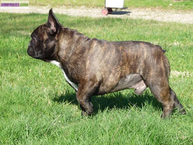 SAILLIE BOULEDOGUES FRANCAIS