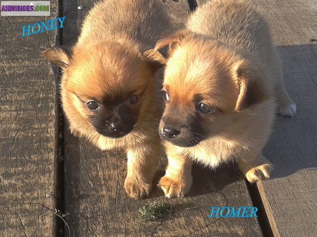        Disponible 2 adorables chiots chihuahua à poils longs