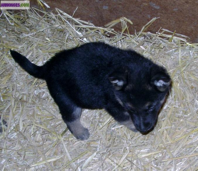 Chiots berger allemand inscrit au LOF à réserver