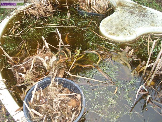 Basin avec plusieurs plantes ( iris )