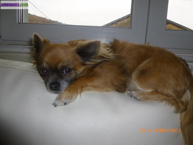 Saillie type chihuahua