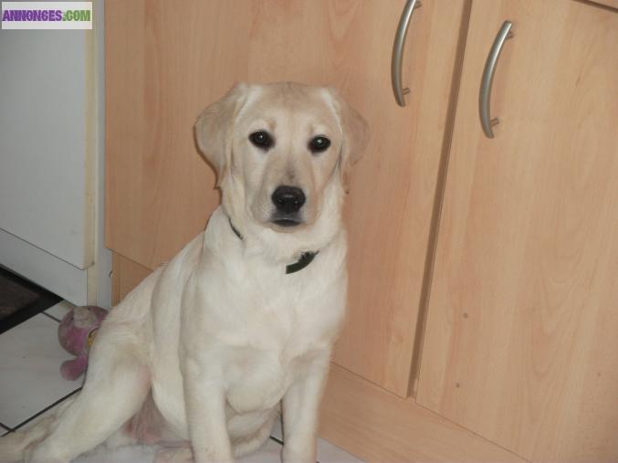 Chiot labrador