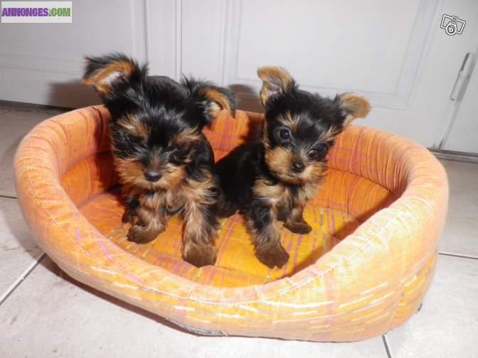 Yorkshire Terrier LOF