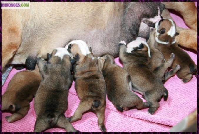 Disponible chiots  bulldog anglais