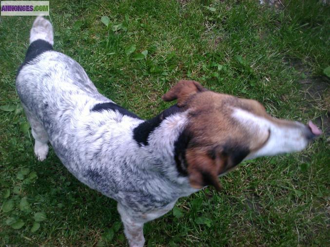 Chiots fox à poil lisse