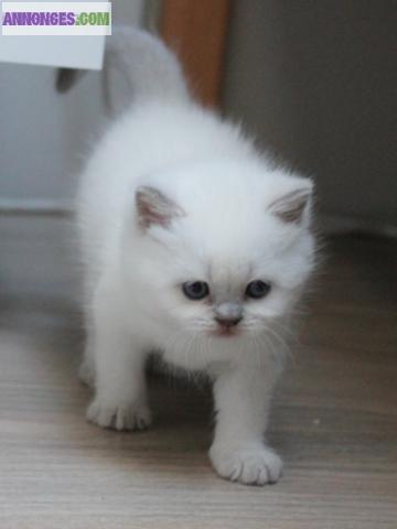 CHATON BRITISH SHORTHAIR COLOR POINT – TRÈS TYPÉ