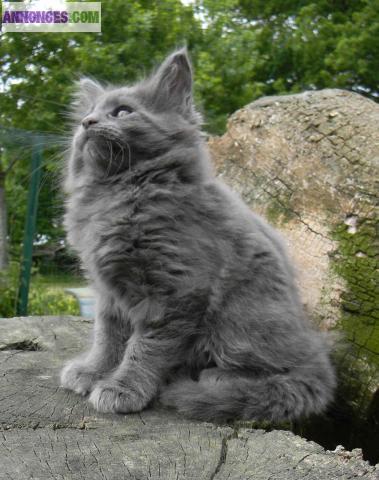 Maine coon