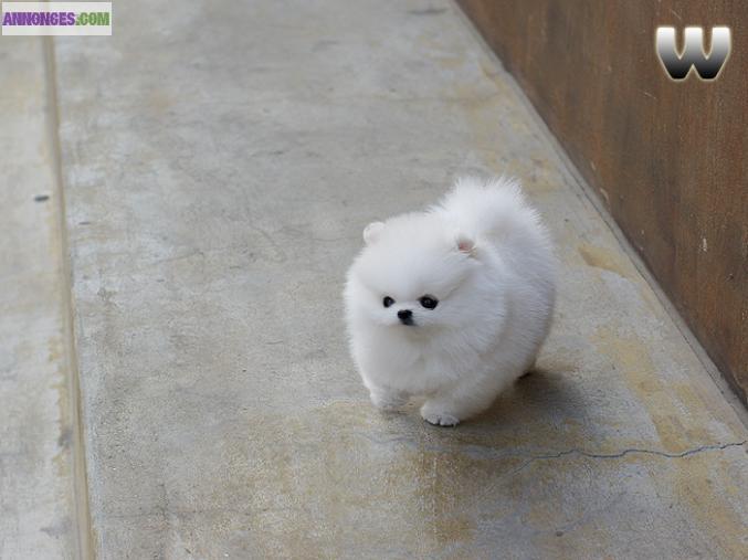 Magnifiques chiots de poméranie