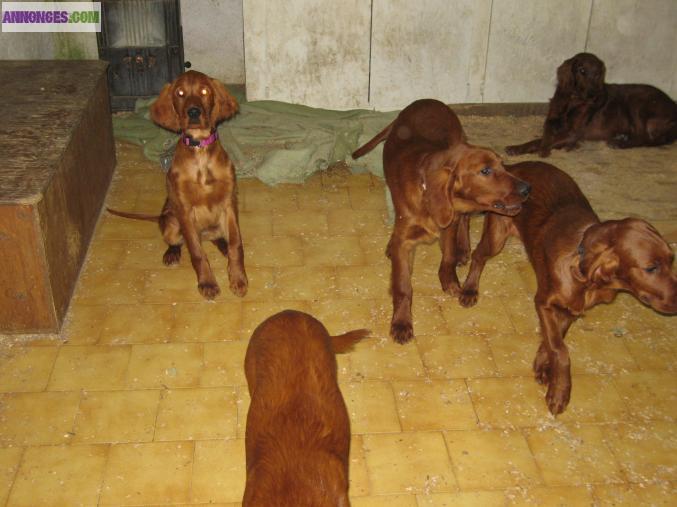 CHIOTS SETTER IRLANDAIS LOF