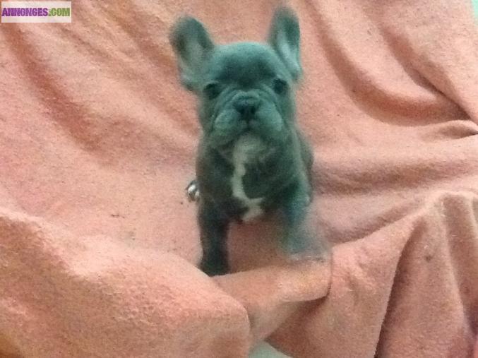 Bouledogue français Bleu