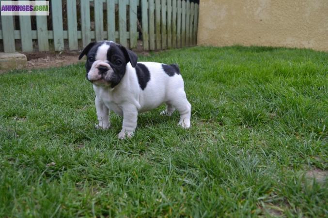 Bouledogue français