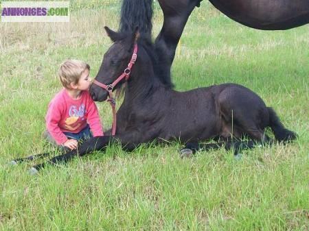 OFFRE GRATUIT JUMENT ET SON FILS POULAIN