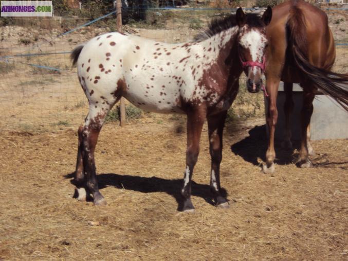 Pouliche appaloosa