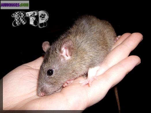 Jolis rats mâles et femelles à adopter