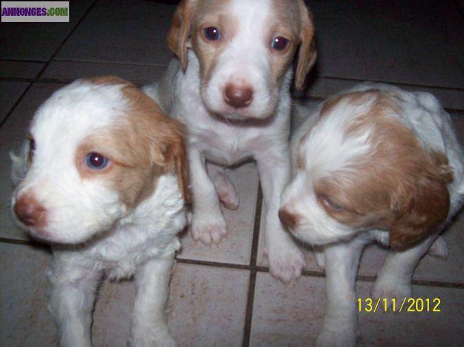 Chiots types epagneul breton