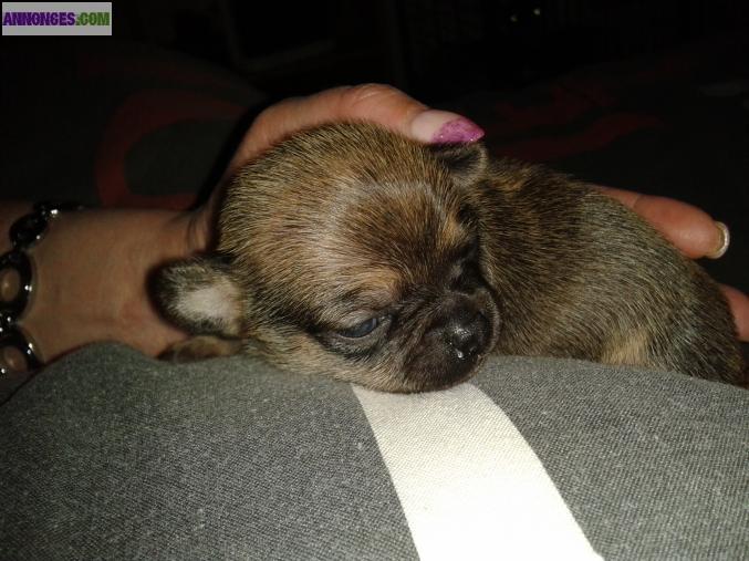 Chiot type chihuahua a reserver