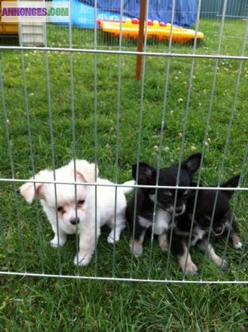 Chiot de Type chihuahua femelle a reserver