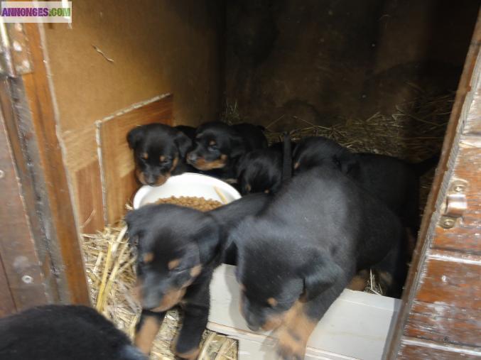 BEAUCERONS  nés le 20.11.2012