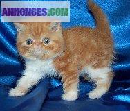 Chatons Persans et exotic shorthair type non LOOF