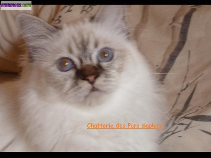 Chatons Sacré de Birmanie LOOF