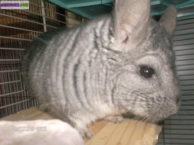 Chinchillas