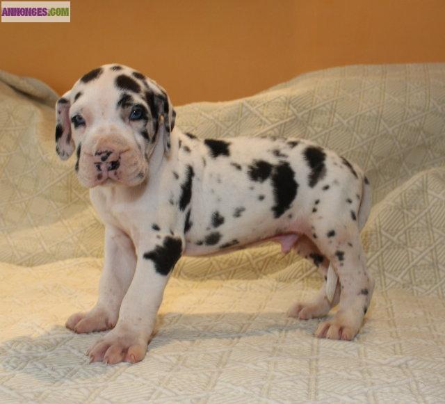 Chiot dogue allemand arlequin LOF: