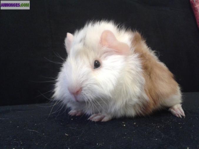 Bébé cochon d'inde