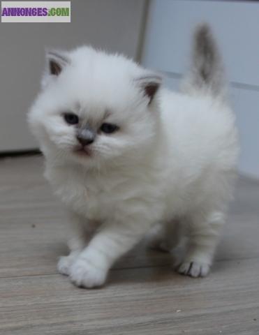 CHATON BRITISH LONGHAIR COLOR POINT – TRÈS TYPÉ