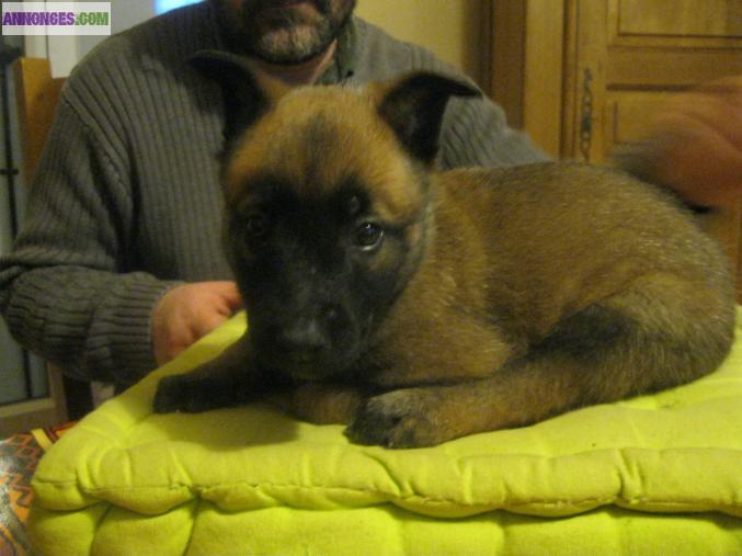 Chiots Malinois