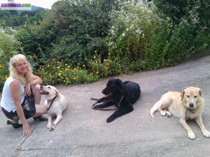 Pension familiale pour chiens et chats + éducation canine