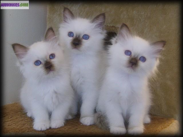 A adopter magnifiques chatons sacre de birmanie