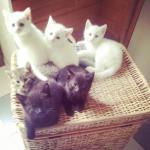 3 chatons cherchent maisons - Miniature