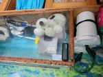 Aquarium eau douce - Miniature