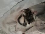 Donne chaton après sevrage - Miniature