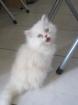 Adorable chaton mâle type persan - Miniature