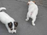 Magnifiques chiots de type jack russell non lof - Miniature
