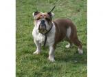  très beau mâle bulldog anglais de couleur fauve - Miniature