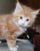 à donner un magnifique chaton maine coon - Miniature