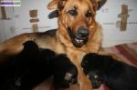 Chiots berger allemand - Miniature