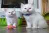 A donner contre bon soins deux adorables chatons type... - Miniature