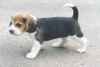 Genereux chiots beagle a donner - Miniature