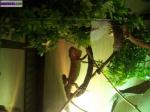 Iguane rouge - Miniature
