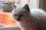 Magnifique chaton british shorthair color point – trÈs... - Miniature