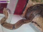 Serpent boa constrictor 2m50 + terrarium - Miniature