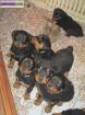 Adorable chiots rottweiller - Miniature