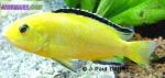 5 labidochromis caeruleus (labido jaune) - Miniature