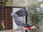 Don couple de perroquets gris du gabon - Miniature