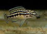 Julidochromis marleri - Miniature
